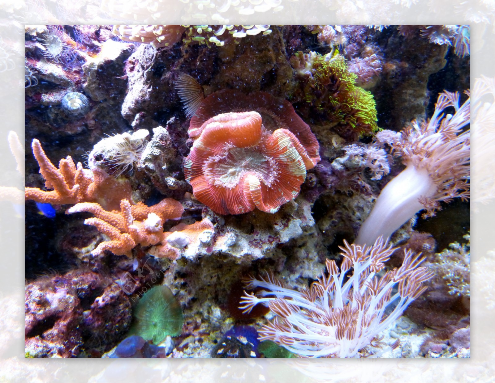 美丽多姿的海底珊瑚