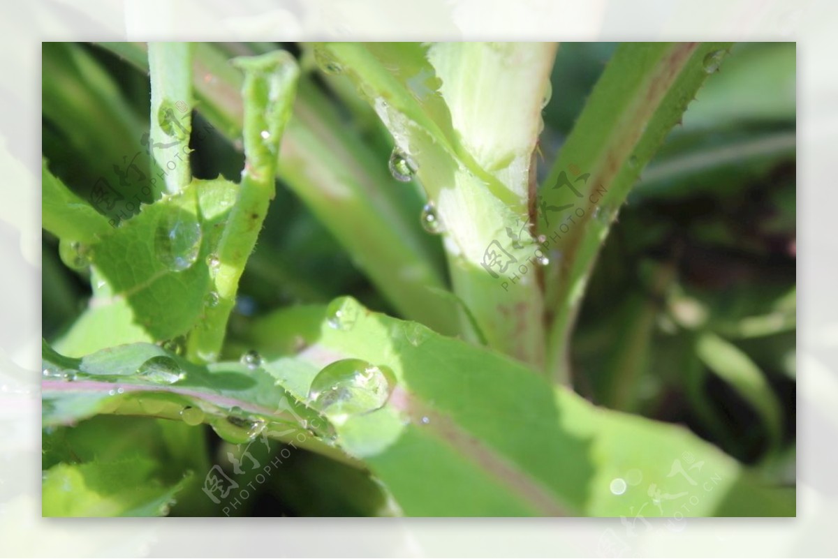 野麦菜上的露珠