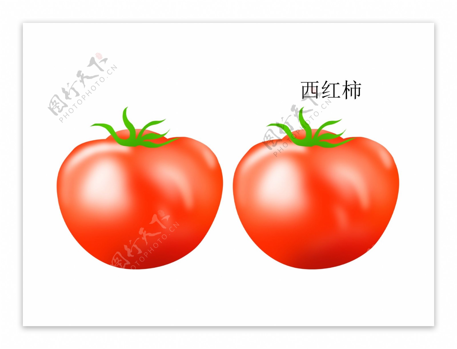 西红柿插画