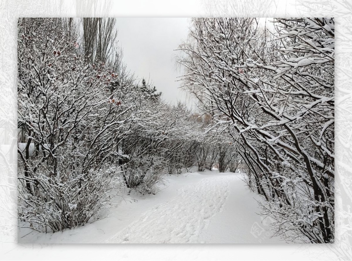 雪后路两旁的树