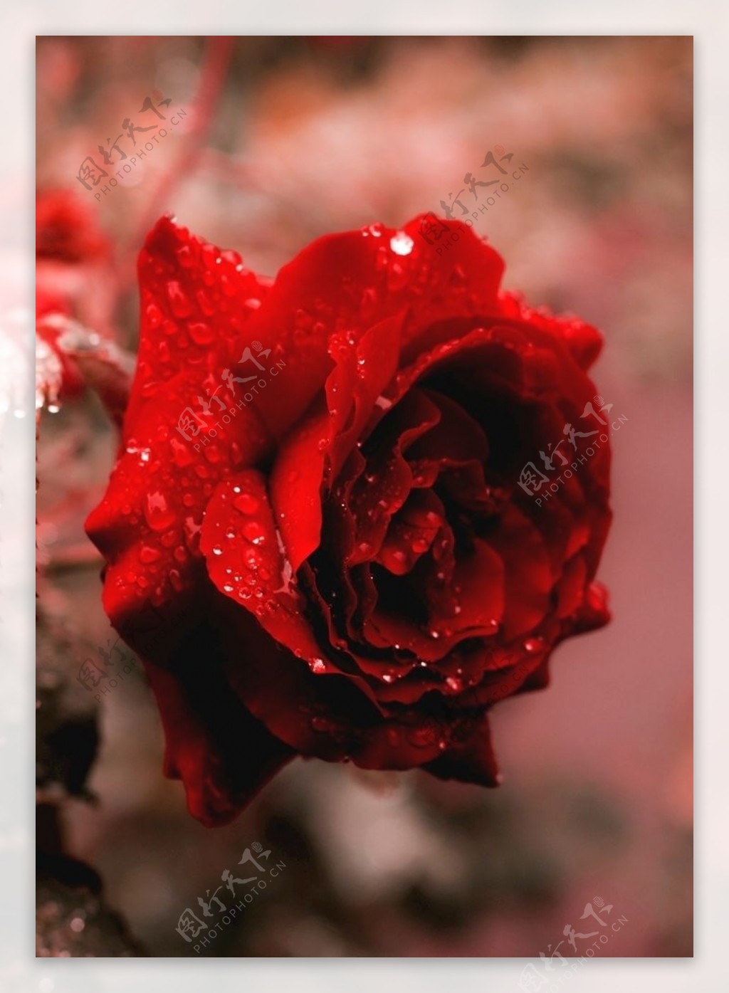 红玫瑰