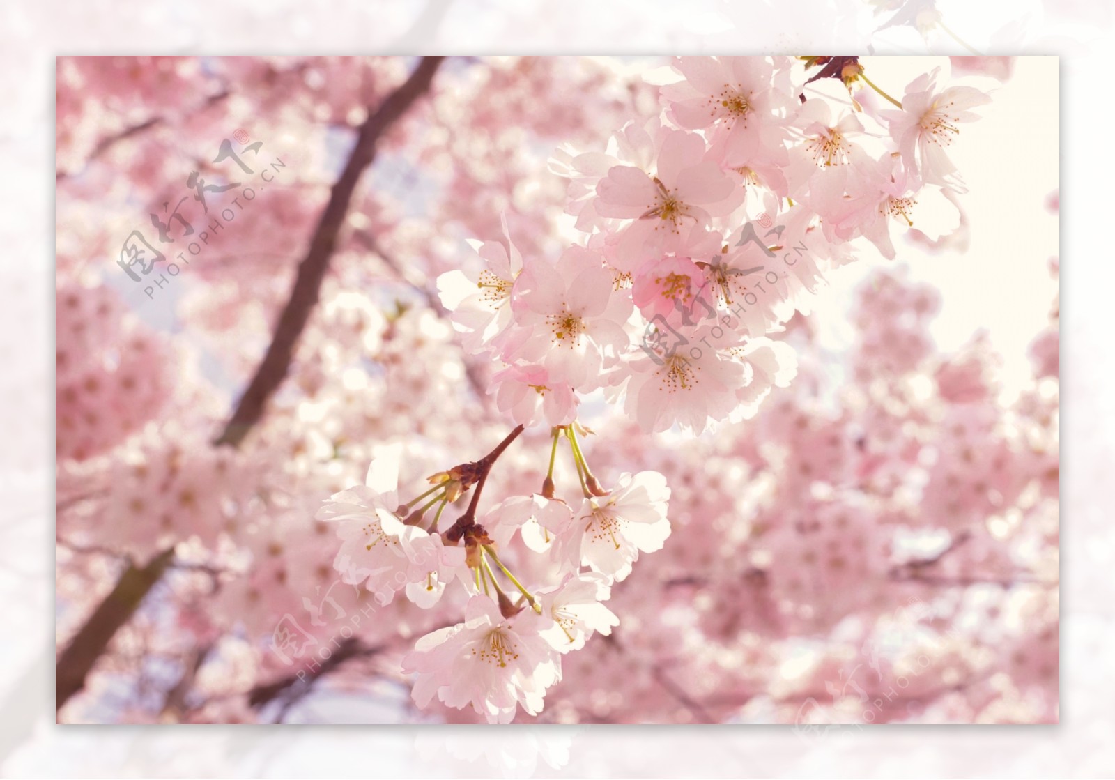 樱花春天桃花摄影自然景