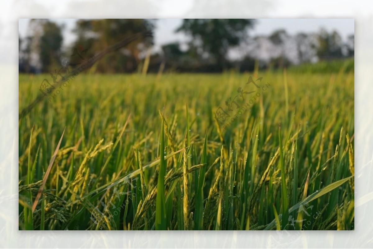 农场稻田水稻自然原野