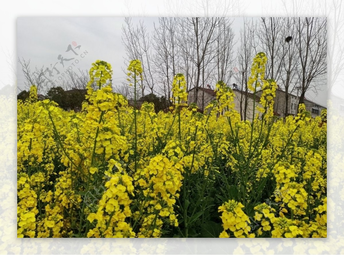 油菜花