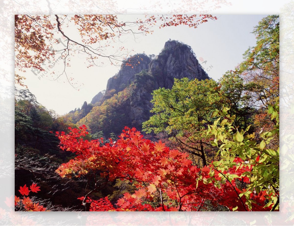 枫叶枫树枫林深秋图片背景