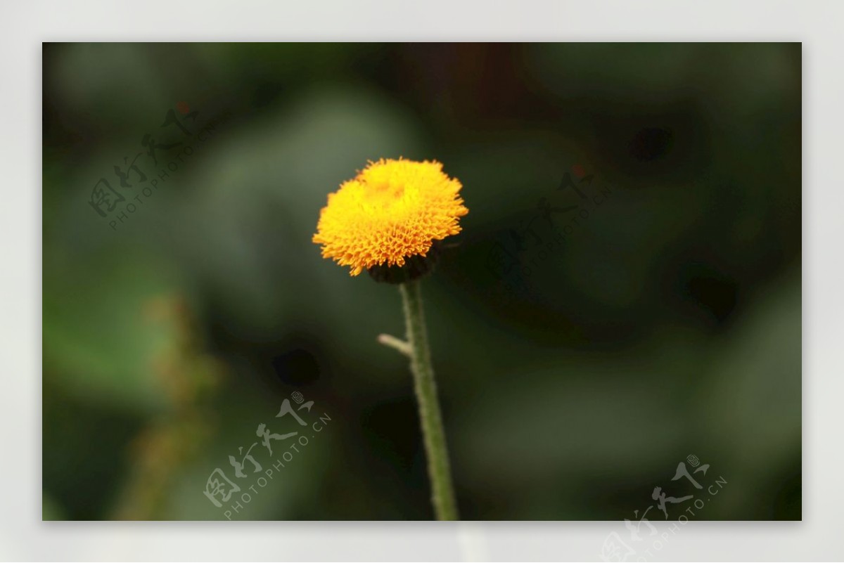 黄色花模糊向日葵开花
