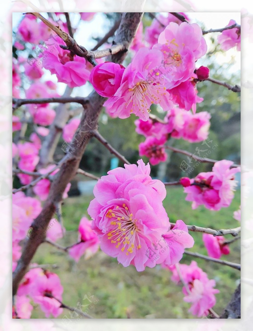 春季樱花