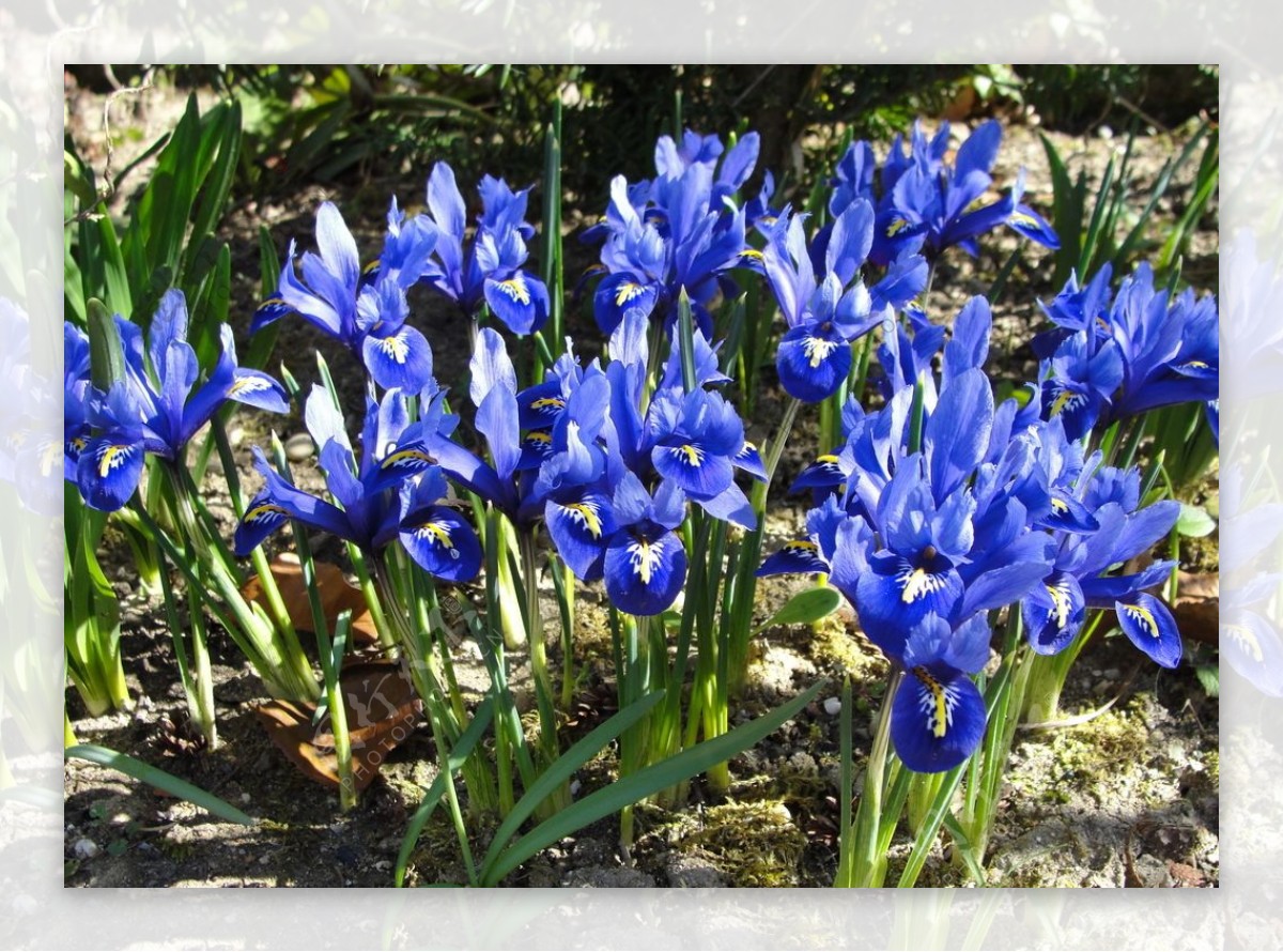 蓝色的水仙花