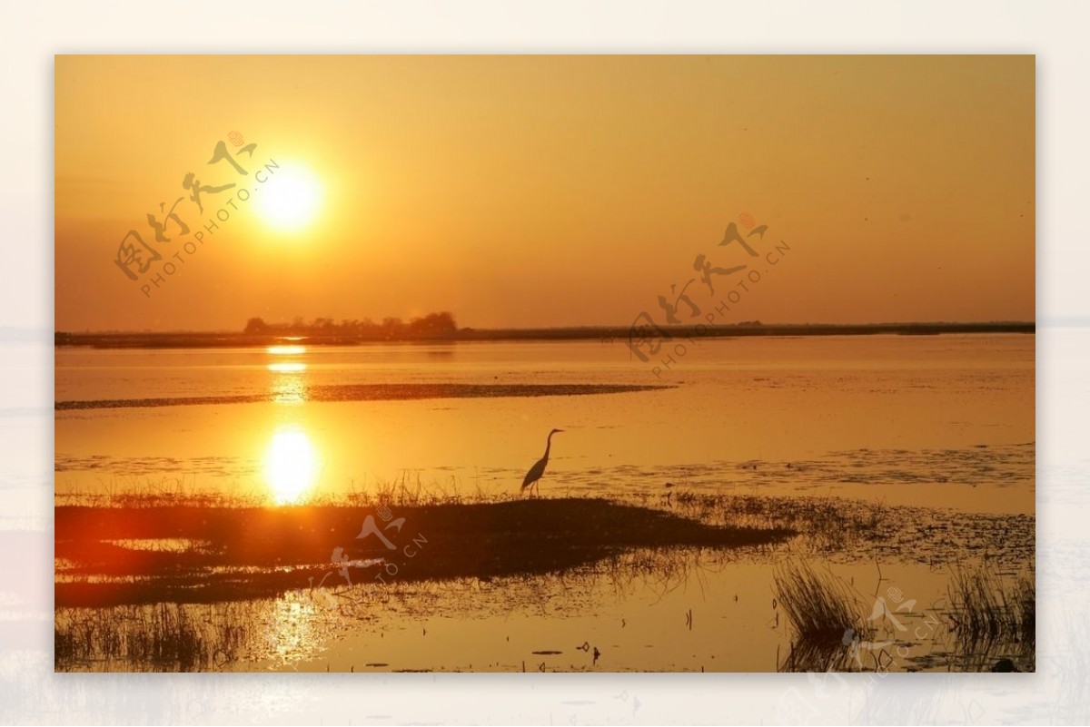 金色夕阳湖泊与鸟