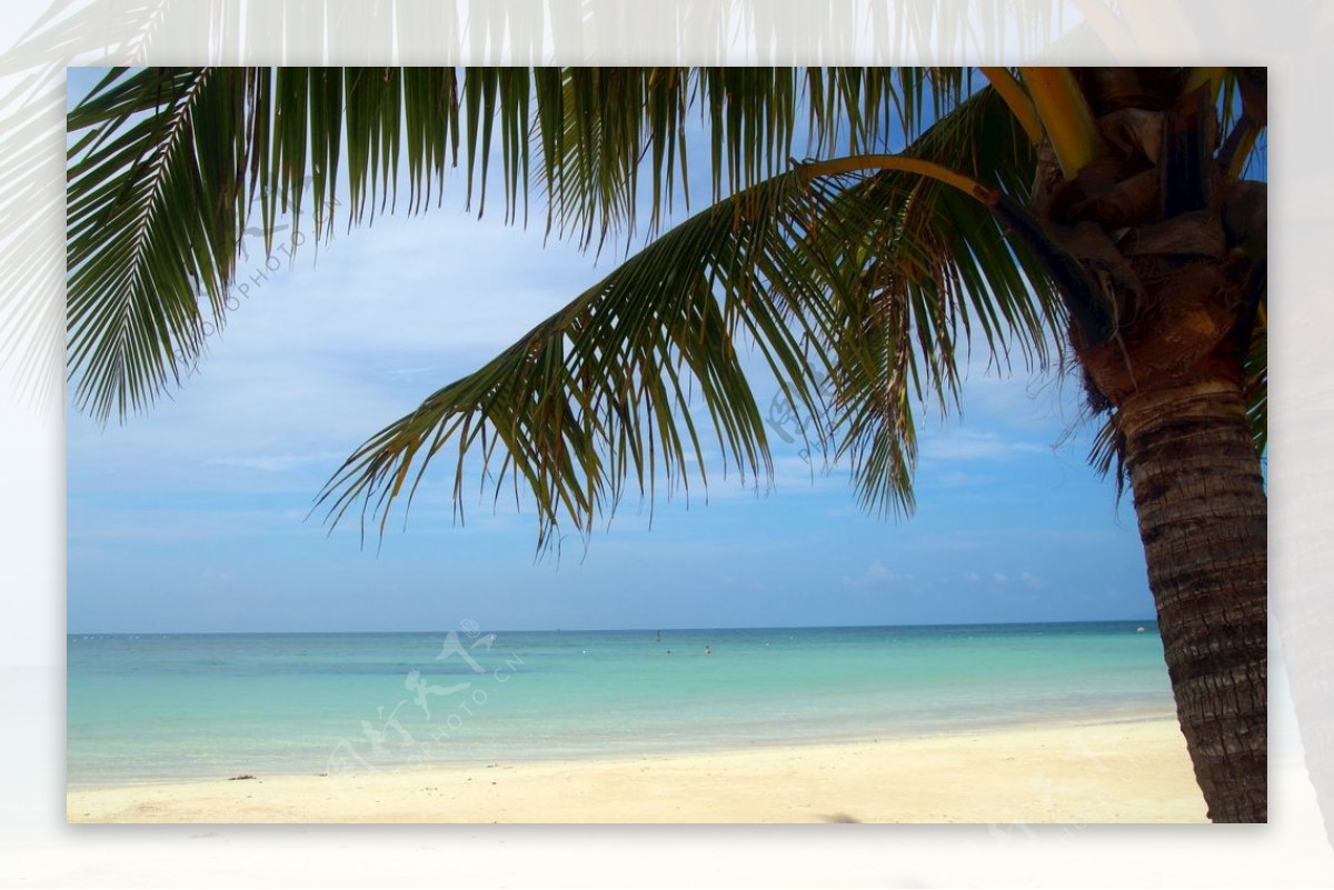 棕榈滩棕榈椰子加勒比