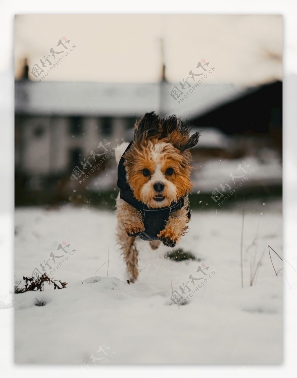 雪地上狂奔的狗子