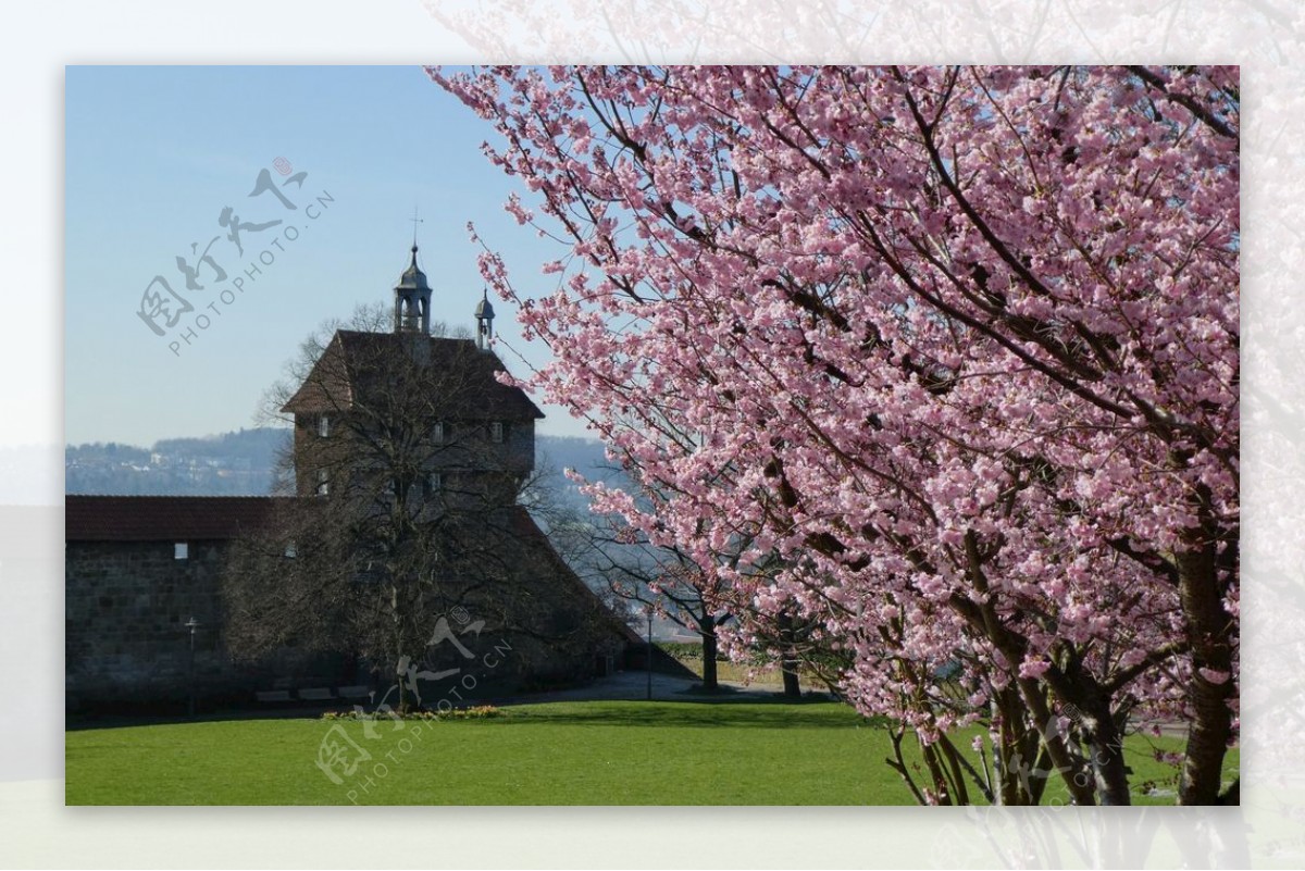 埃斯林根城堡春天鲜花杏花