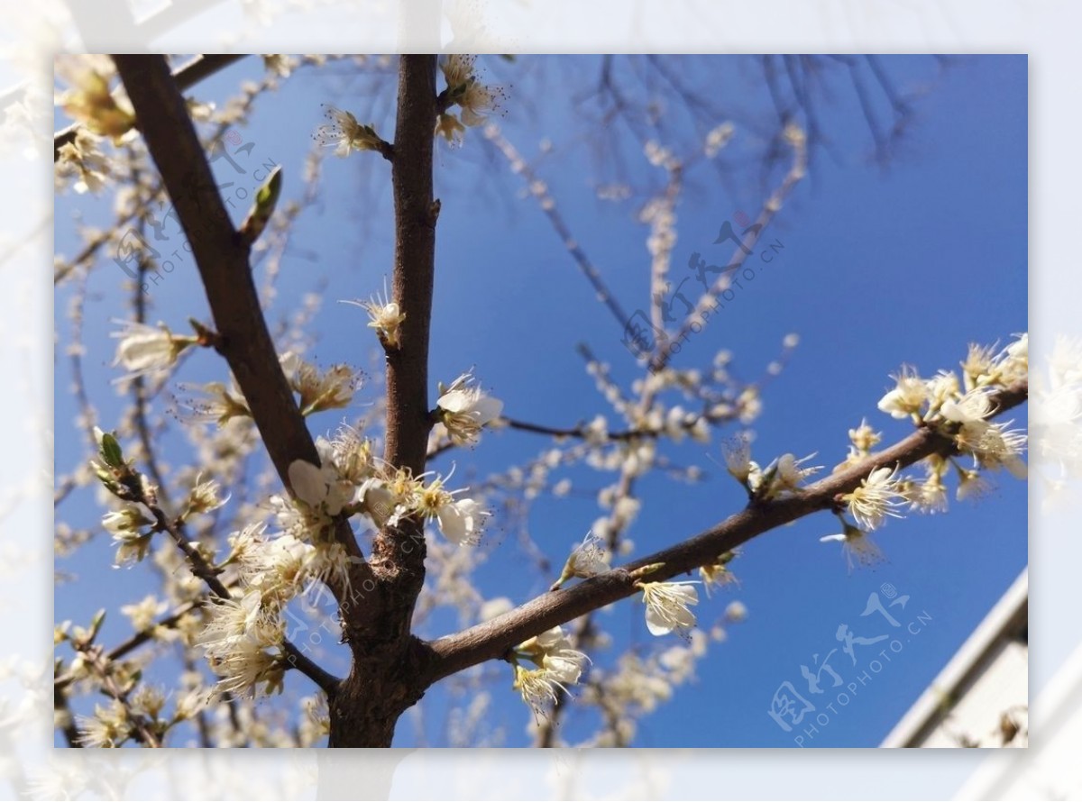 三月花树