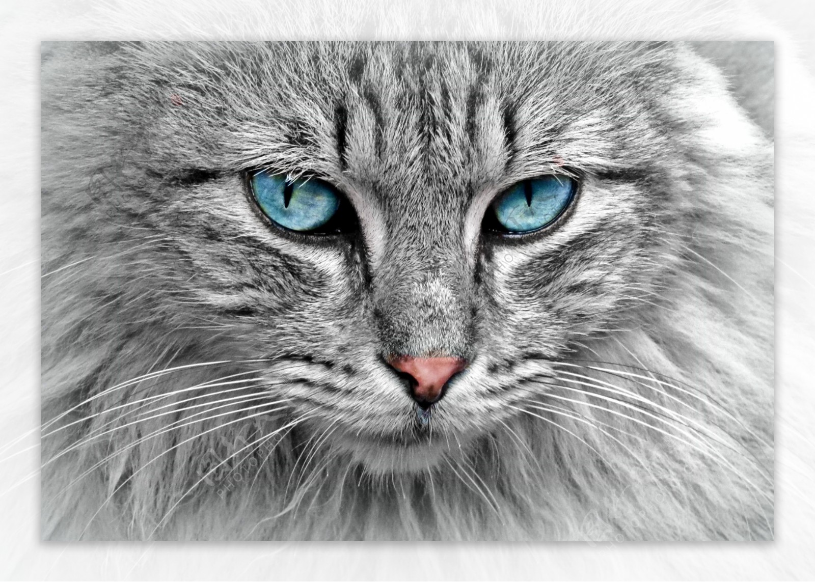 高冷蓝色眼睛灰猫