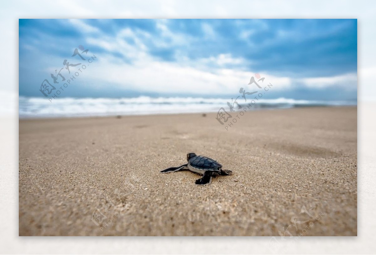 在沙滩上爬行准备回海里的海龟