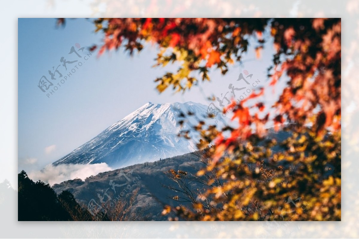 枫叶雪山富士山