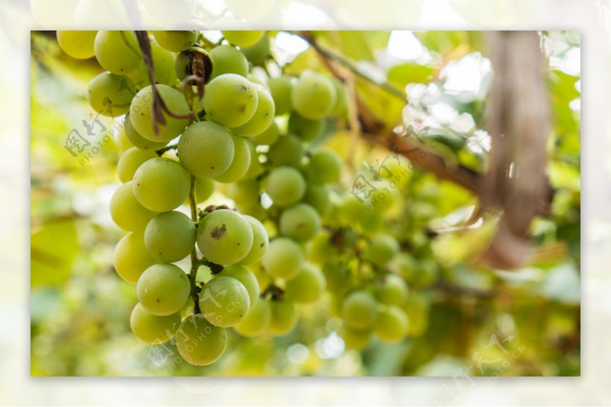 吐鲁番的葡萄熟了