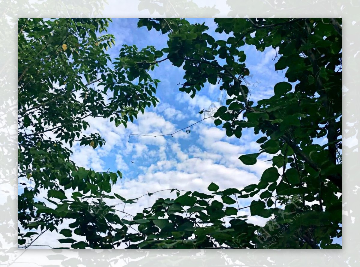 树叶中心的蓝天白云