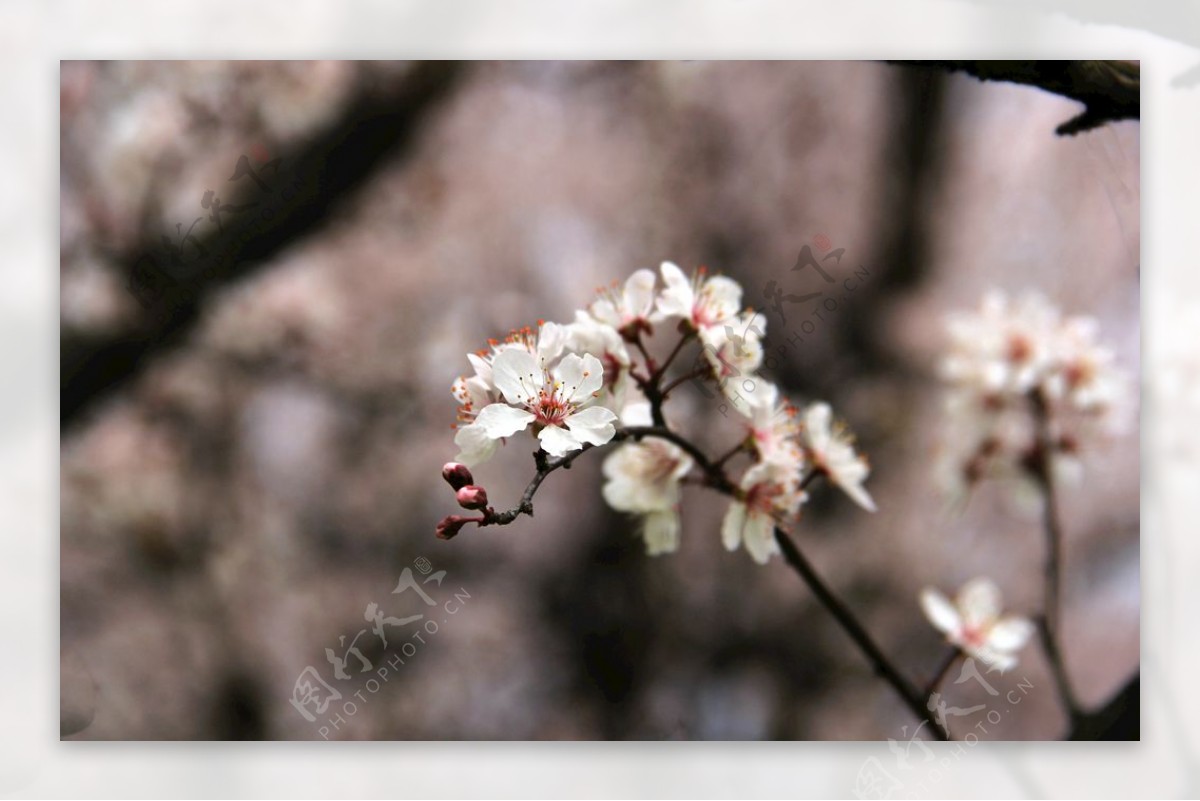 樱花枝