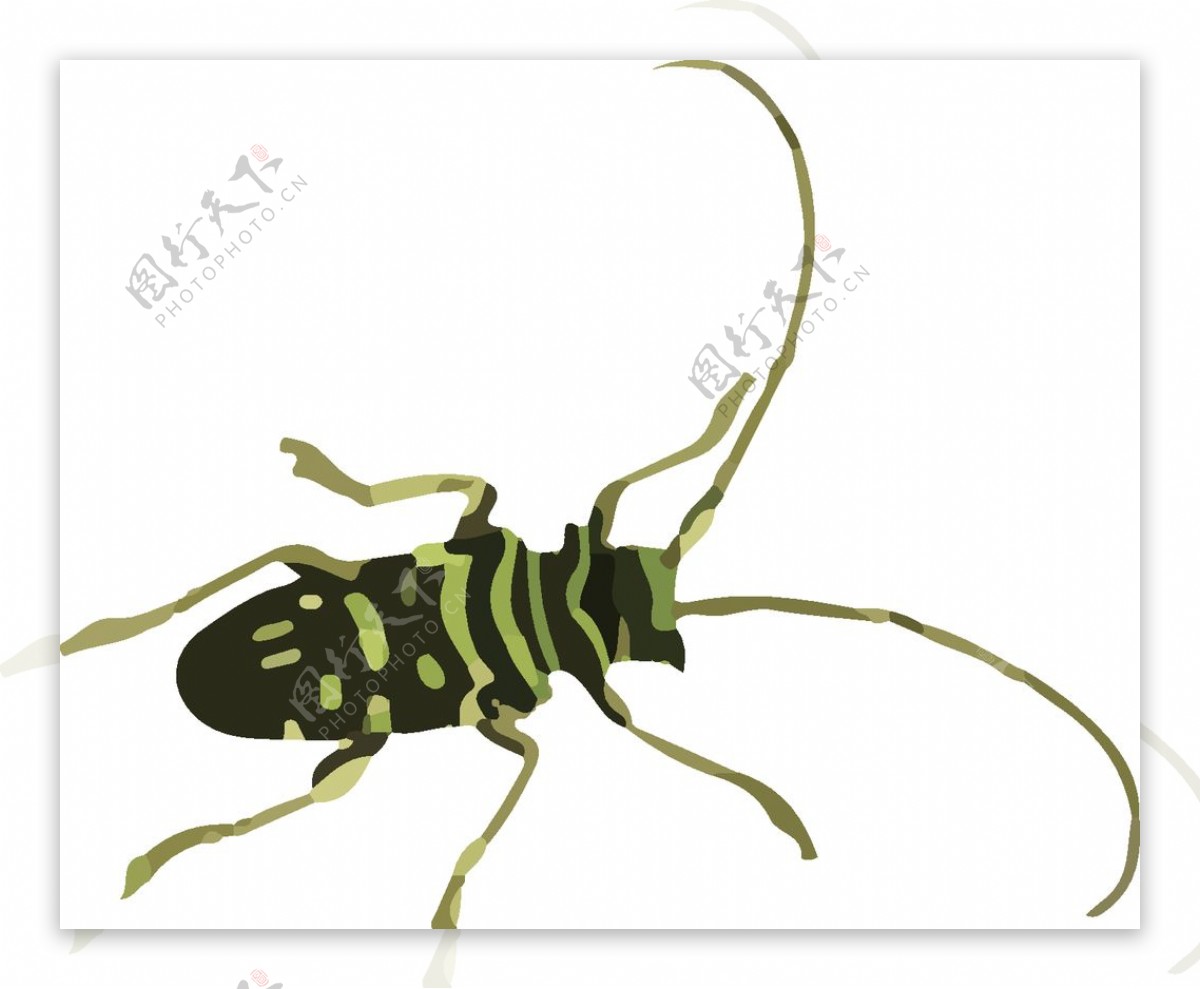 长须甲虫昆虫插画