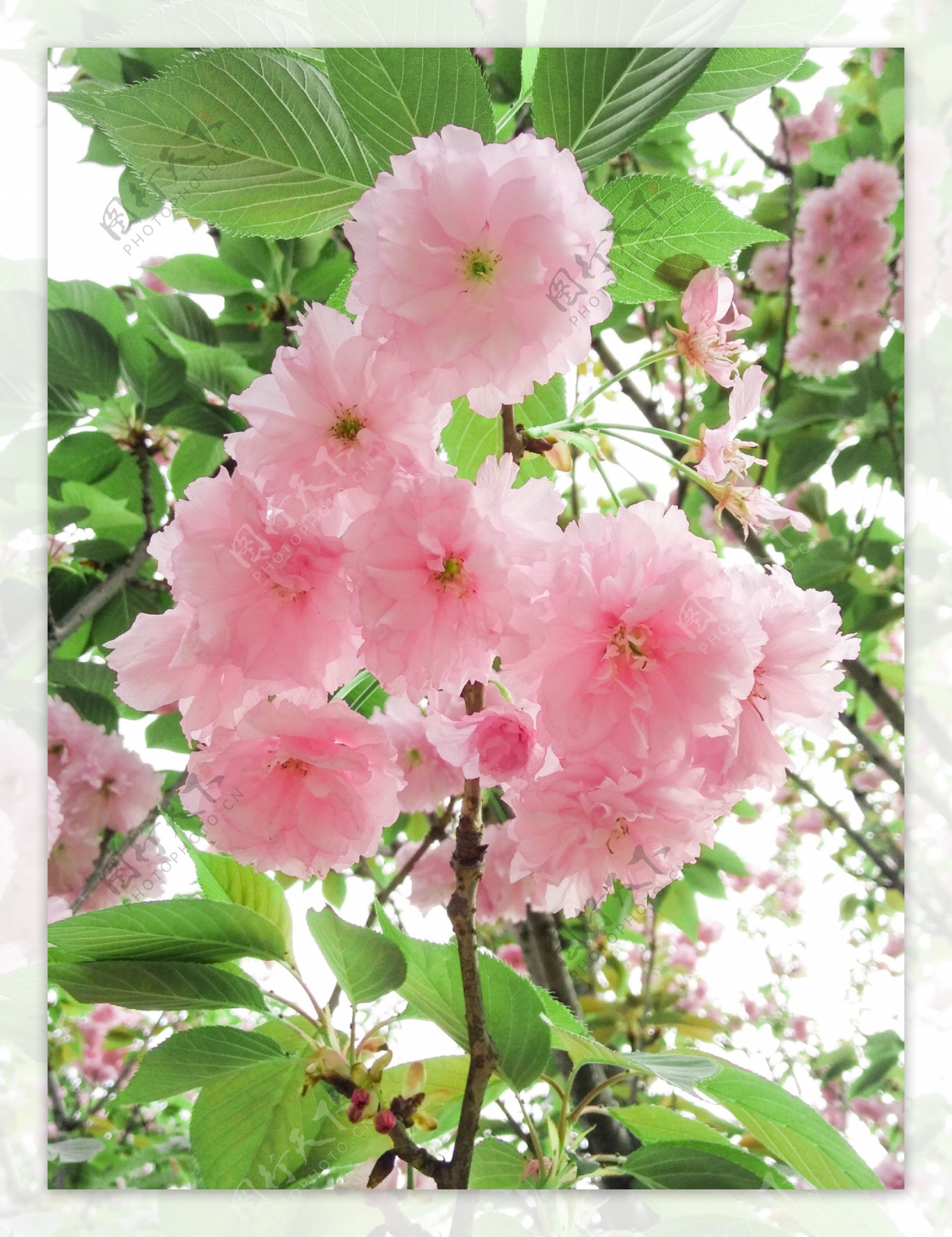 樱花素材春景气息美丽浪漫