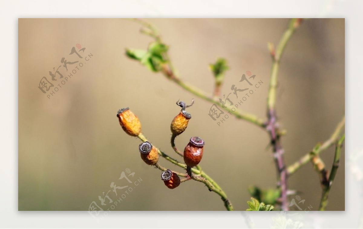 嫩叶绿叶嫩芽发芽发芽嫩树