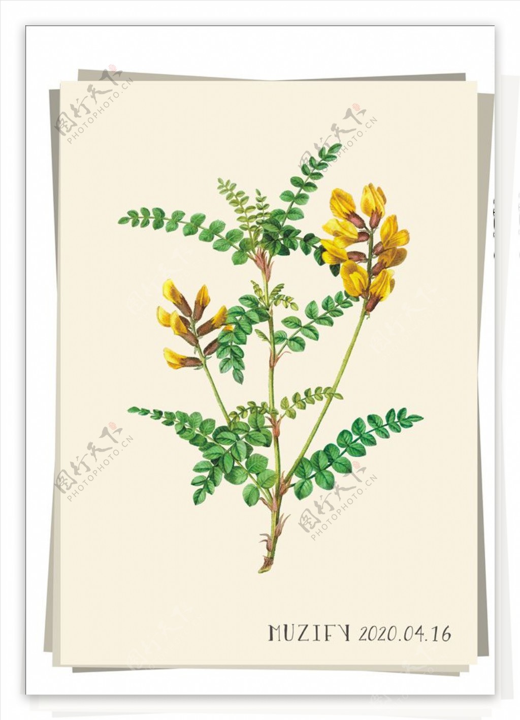 黄雀花植物图鉴