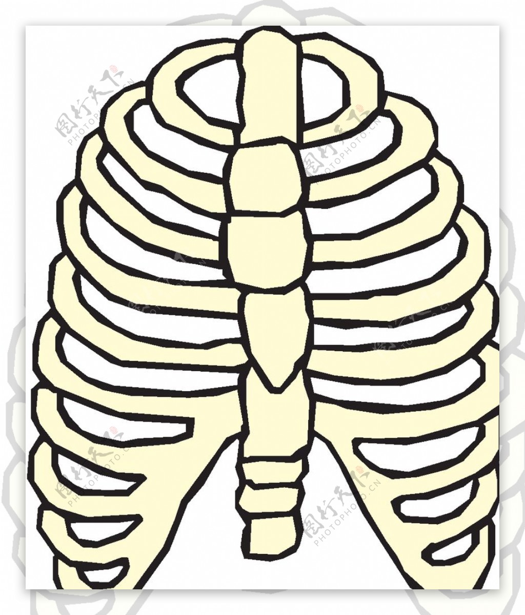 胸骨肋骨