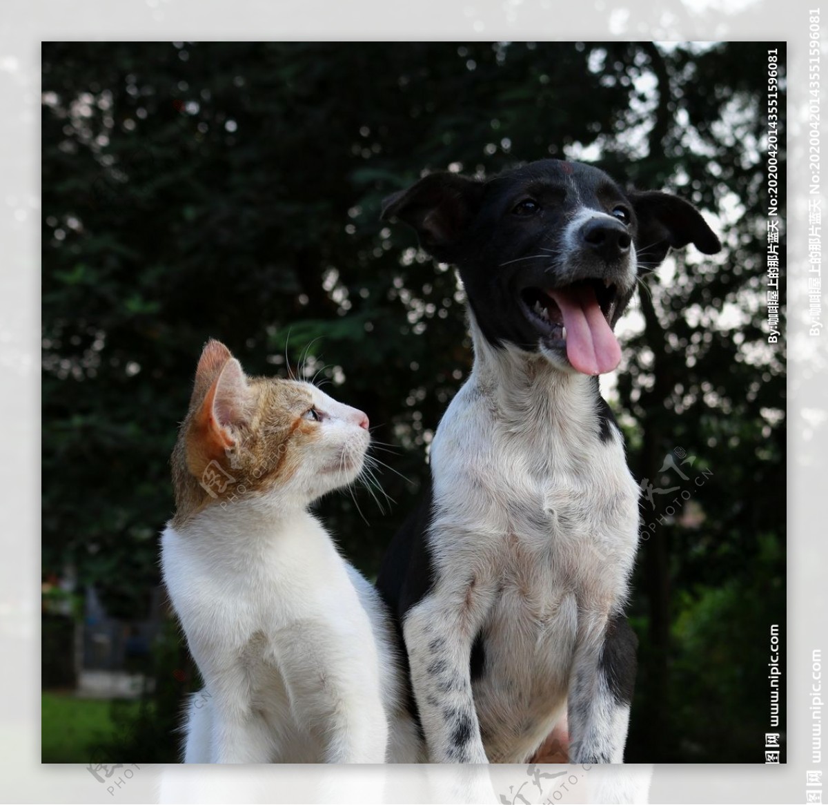 猫与狗