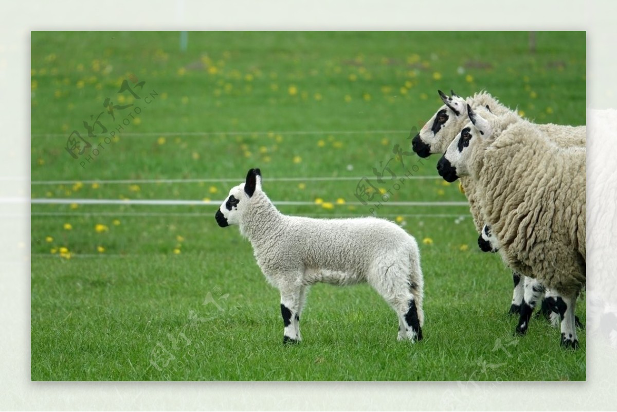 绵羊家畜家畜绵羊高清绵羊