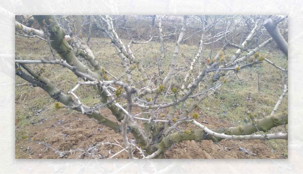 麦地阴天高山山丘草地