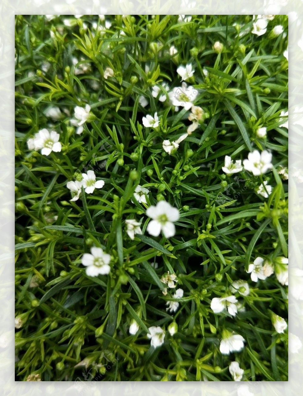 白色石头花