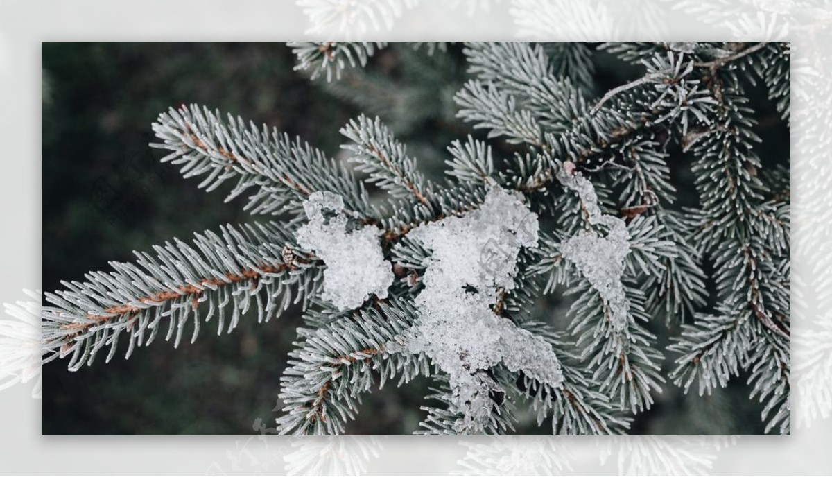 冰雪覆盖的植物