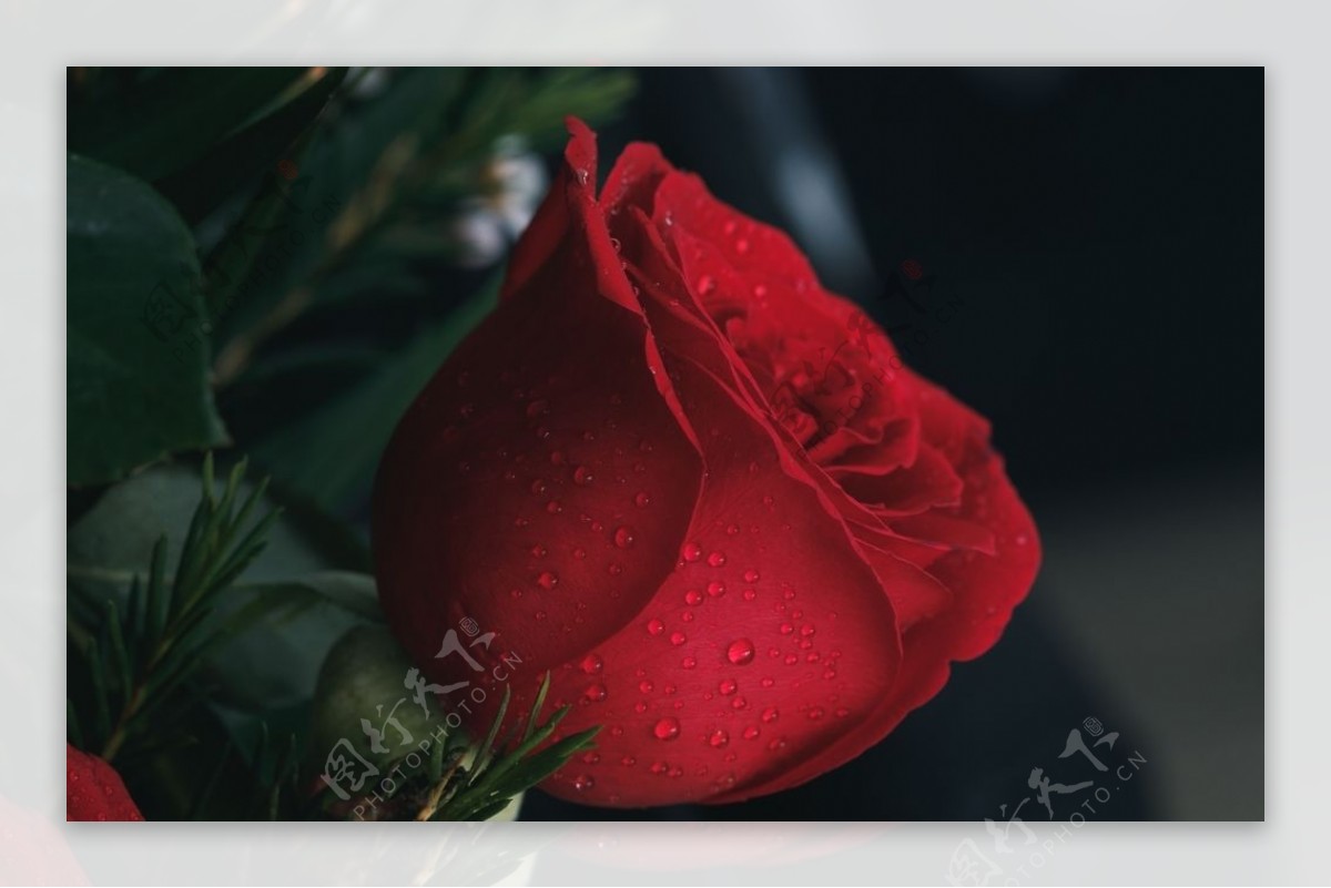 红玫瑰花月季花