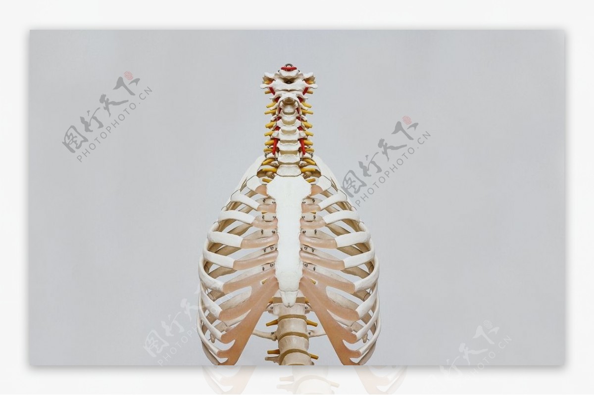 人体胸腔骨骼模型
