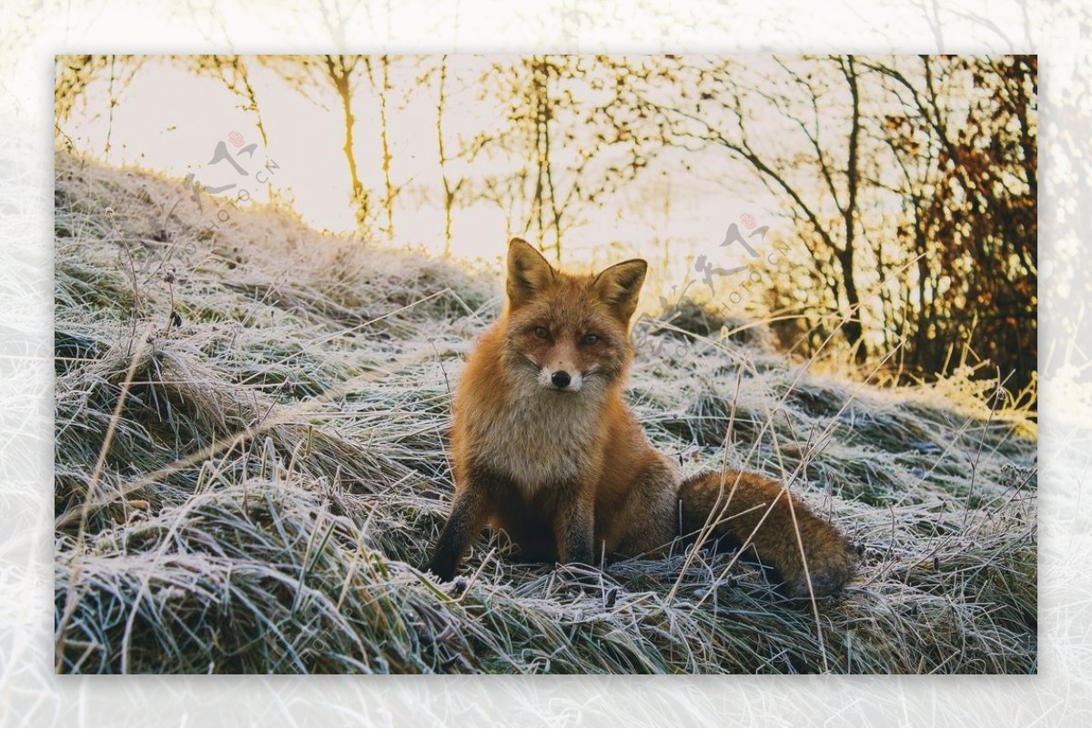 狐狸冬天