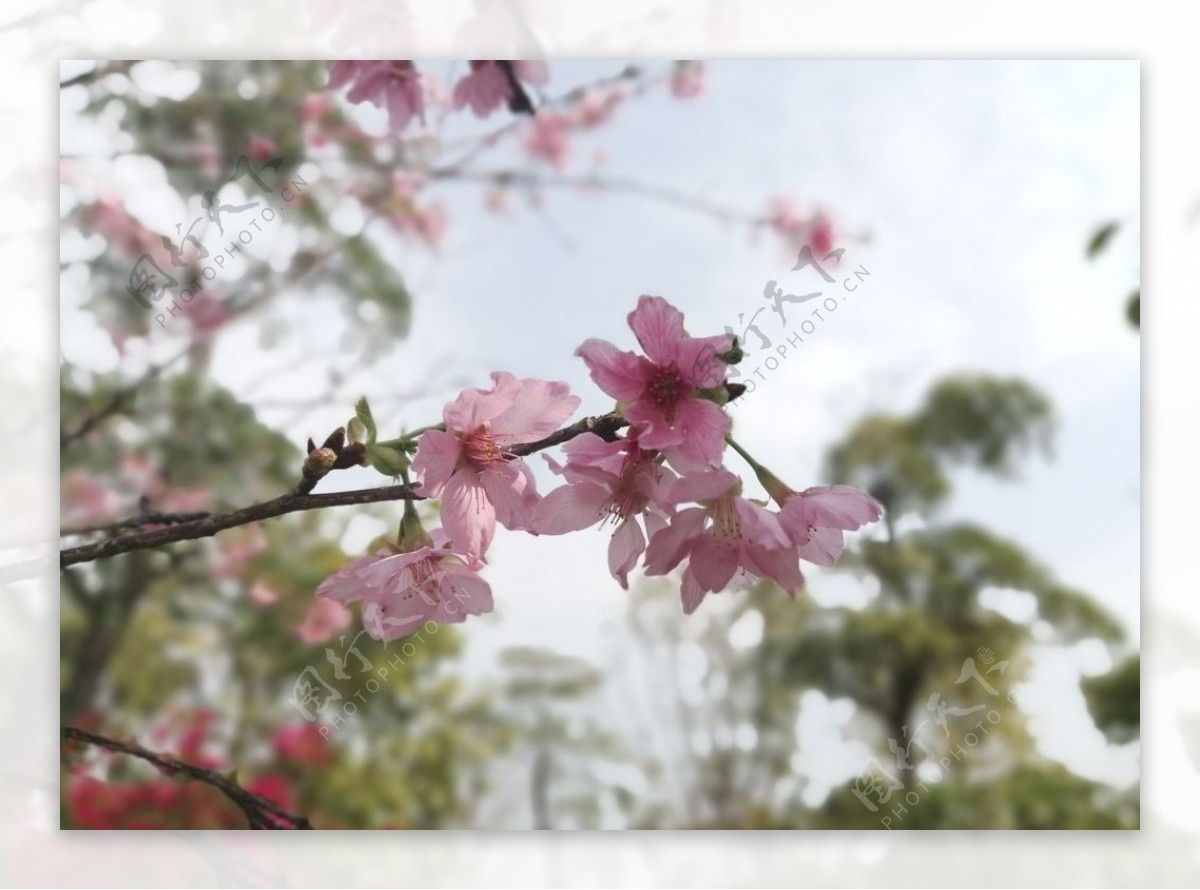 桃花枝