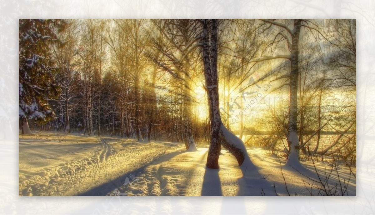 冬日阳光树林图