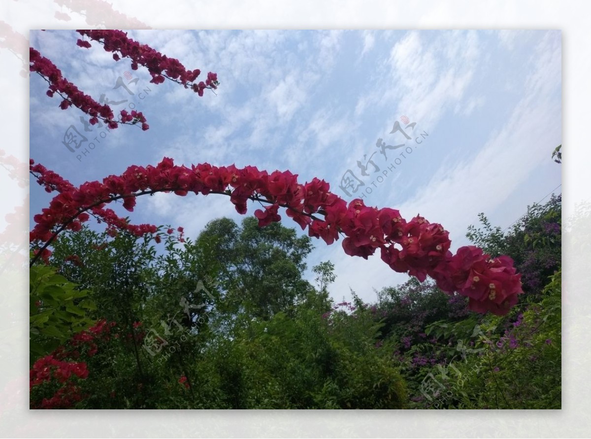 绿树红花背景