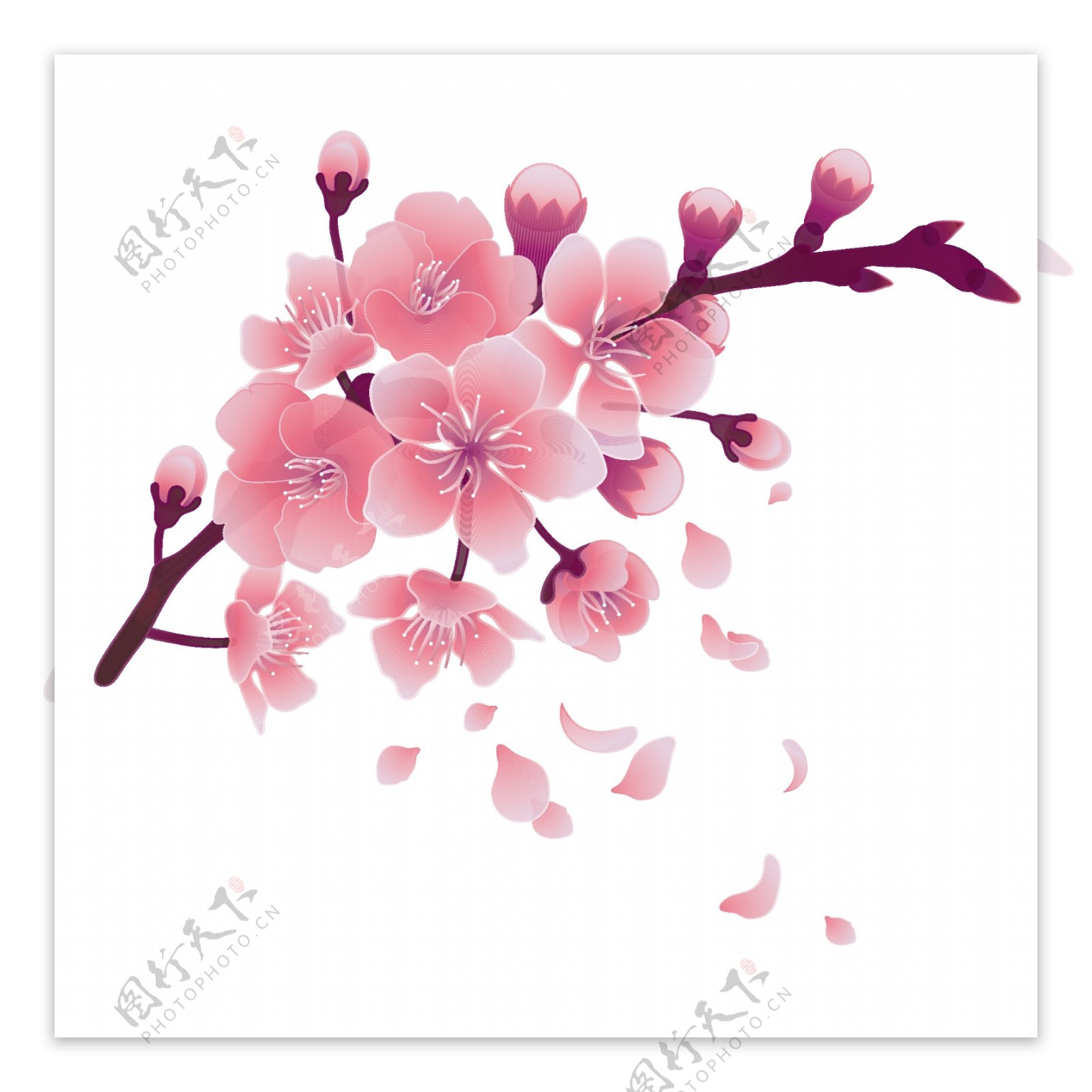 唯美手绘樱花插画图片素材-编号25578003-图行天下