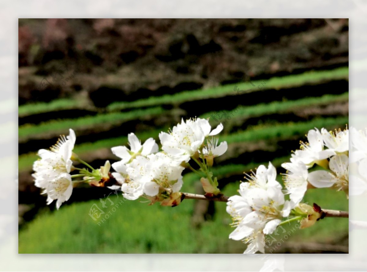 樱花