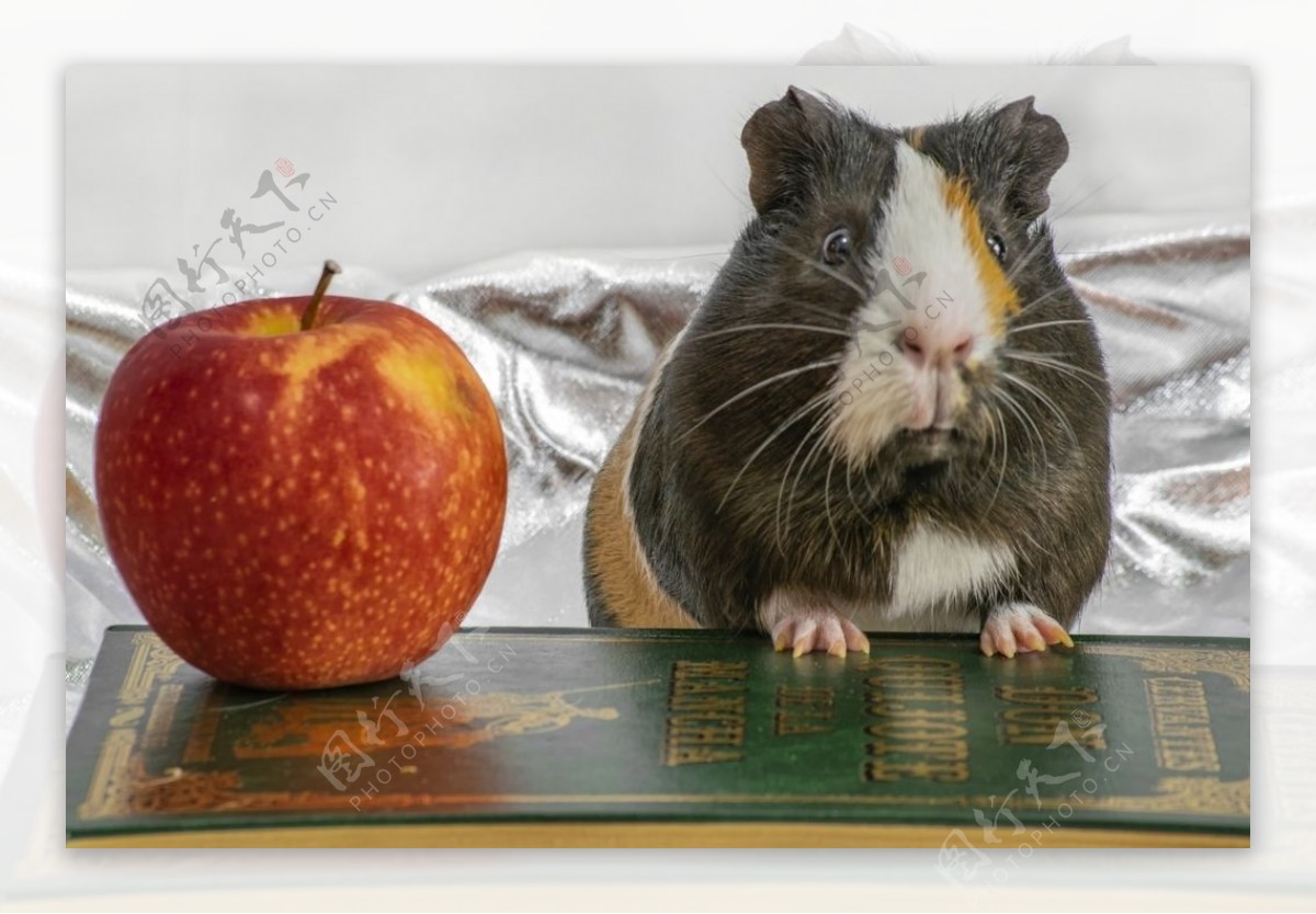 苹果豚鼠