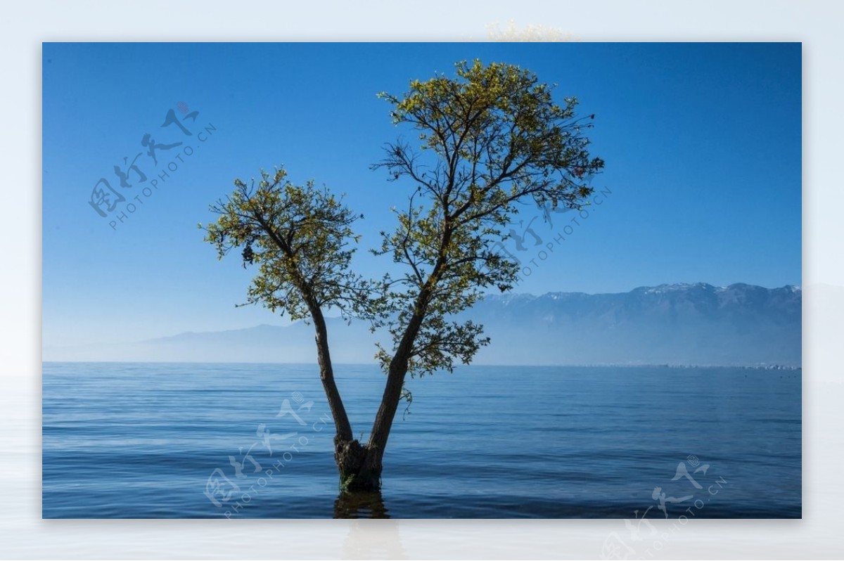 洱海孤独的树