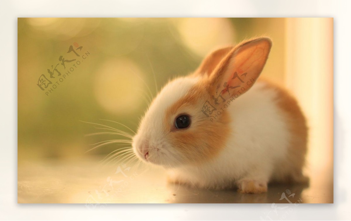 可爱兔子照片