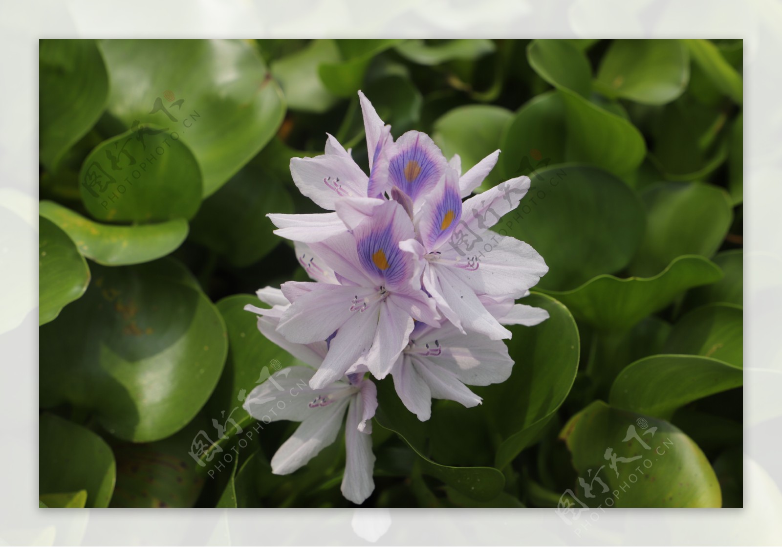 水草花图片素材 编号 图行天下