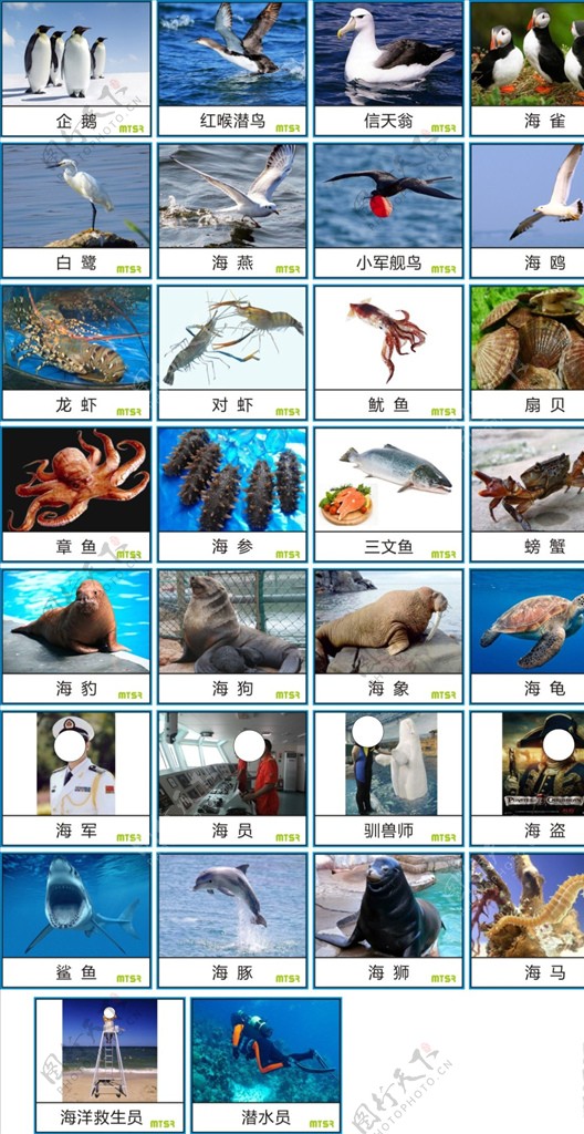 早教中心海洋动物卡片