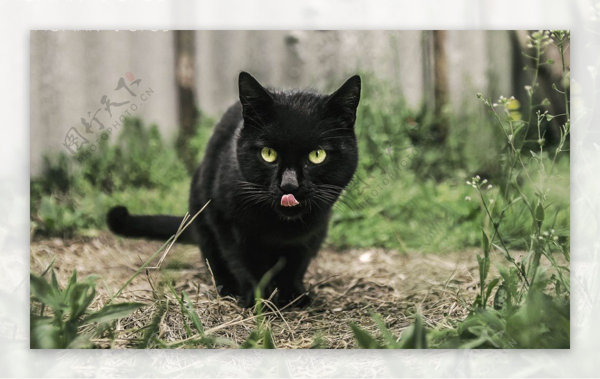 黑猫宠物猫