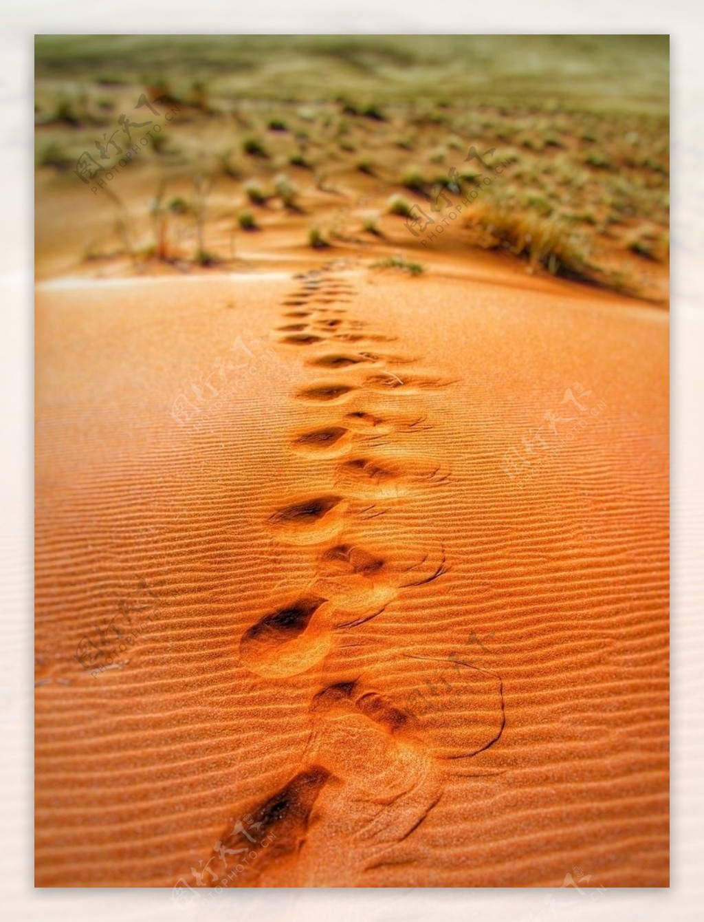 金色沙漠脚印