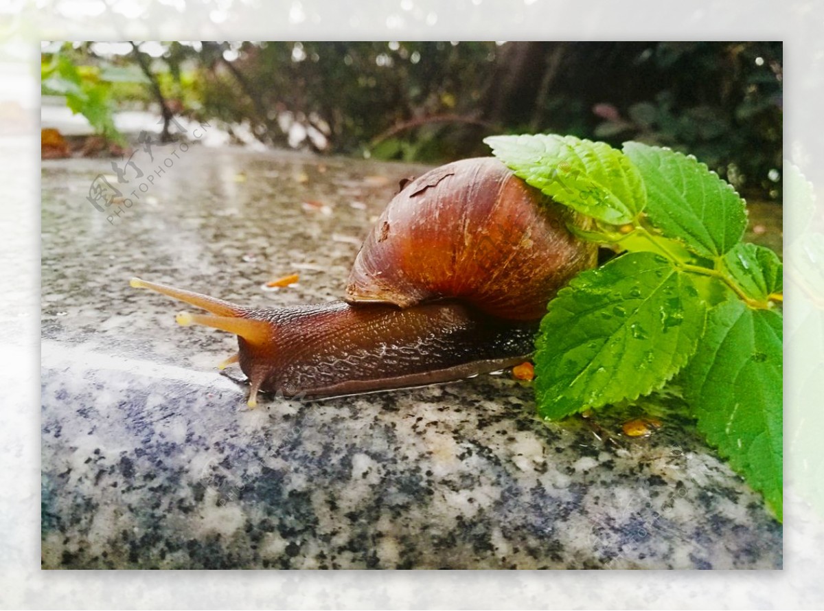 蜗牛动物自然景观摄影素材