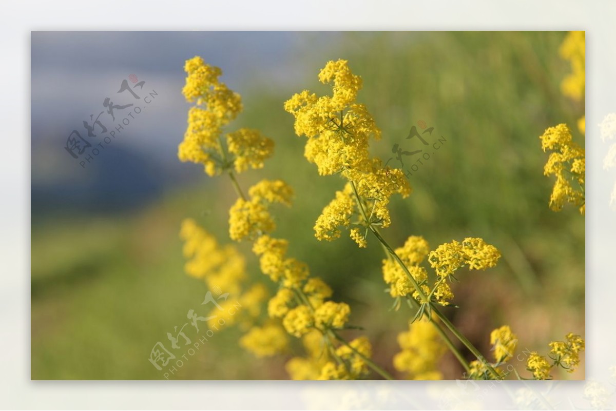 山上的油菜花